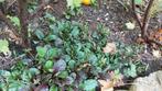 Ajuga Reptans(bodembedekker), Ophalen, Bodembedekkers, Halfschaduw