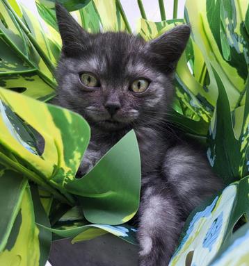 Britsekorthaar kittens laatste 2 Mogen het nest verlaten  beschikbaar voor biedingen