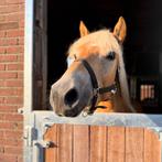 Verzorg(ster) gezocht, Dieren en Toebehoren, Paarden en Pony's | Overige Paardenspullen, Ophalen, Zo goed als nieuw, Dressuur