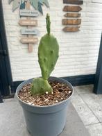 Opuntia schijfcactus, Ophalen, Overige soorten, Volle zon