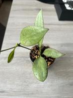 Hoya nicholsoniae New Guinea Ghost, Huis en Inrichting, Kamerplanten, Overige soorten, In pot, Minder dan 100 cm, Bloeiende kamerplant