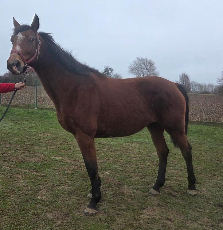 7 jarige Casall x Landgraf l x Caletto ll merrie, Dieren en Toebehoren, Paarden, Merrie, Zadelmak, 170 tot 175 cm, 7 tot 10 jaar