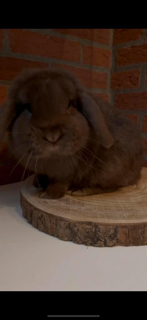 Fantastisch lief raszuiver minilop choco dekram, Dieren en Toebehoren, Konijnen, Dwerg, Mannelijk