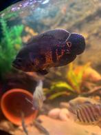 Pauwoog, Dieren en Toebehoren, Vissen | Aquariumvissen, Vis