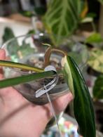 Philodendron Golden Dragon (Albo Variegata), Huis en Inrichting, Kamerplanten, Ophalen, Halfschaduw, Minder dan 100 cm