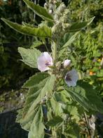 Tuin = Plant MJ = Althaea - Echte Heemst - Inheems, Tuin en Terras, Planten | Tuinplanten, Ophalen, Zomer, Vaste plant, Volle zon