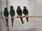 Diverse vogels aangeboden, Dieren en Toebehoren, Meerdere dieren, Parkiet