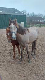 Lieve 2 jarige hengst, Dieren en Toebehoren, Pony's, Hengst, Gechipt, 0 tot 2 jaar, Recreatiepony