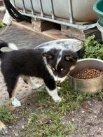 Kruising pup, Dieren en Toebehoren, Honden | Niet-rashonden, 8 tot 15 weken, Teef, CDV (hondenziekte), Eén hond