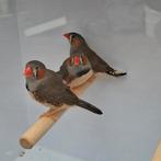 Timor zebravink, Dieren en Toebehoren, Vogels | Overige Vogels, Meerdere dieren