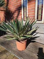 Yucca Gloriosa / Palmlelie, Tuin en Terras, Planten | Tuinplanten, Ophalen of Verzenden, Zomer, Overige soorten, Volle zon