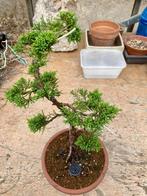 Bonsaï Jeneverbes (Juniperus), Bloeit niet, Overige soorten, Minder dan 100 cm, Ophalen