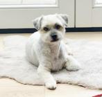 Woezel, een schatje, Dieren en Toebehoren, Honden | Chihuahua's en Gezelschapshonden, 6 jaar of ouder, Rabiës (hondsdolheid), Eén hond