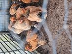 Brahma buff zwart hennetjes, Dieren en Toebehoren, Vrouwelijk, Kip