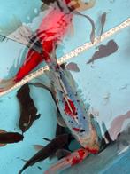 Vis vissen goudvis sarasa shubinkin 30cm vijver, Goudvis(sen)