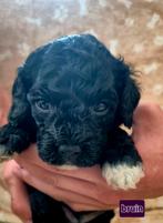 Thuis nestje Maltipoo F1B!  Summer love️, Poedel, CDV (hondenziekte), 8 tot 15 weken, Meerdere