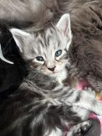 6 prachtige Maine Coon kittens, Meerdere dieren, Ontwormd, 0 tot 2 jaar