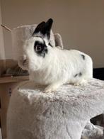 2 lieve en tamme (koppel) konijntjes, Meerdere dieren, Dwerg, 3 tot 5 jaar