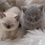 Prachtige Raszuivere Britse korthaar kittens, Meerdere dieren, Ontwormd, 0 tot 2 jaar