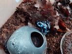 Dendrobates auratus blue, Dieren en Toebehoren, Reptielen en Amfibieën, Amfibie, 0 tot 2 jaar