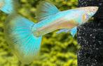 🔹 Albino Blue Singa Blue Tail Guppen 🔹, Dieren en Toebehoren, Vis, Zoetwatervis, Schoolvis