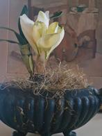 Kunstbloem amaryllis + bol - mooi te combineren met brocante, Ophalen