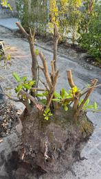 Grote laurier, volledig gesnoeid, Tuin en Terras, Planten | Bomen, Ophalen, Halfschaduw, Overige soorten, 100 tot 250 cm