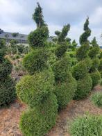 Thuja spiraalvorm diverse maten vormsnoei vanaf €35, Ophalen, Bloeit niet, Overige soorten, 100 tot 250 cm