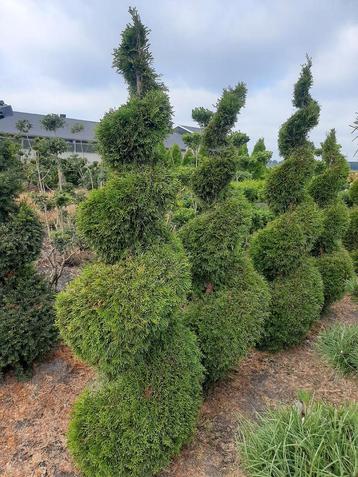 Thuja spiraalvorm diverse maten vormsnoei vanaf €35 beschikbaar voor biedingen