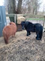 2 mooie Shetland pony's, Ophalen of Verzenden