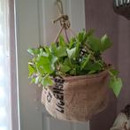 Hanging Basket, Ophalen of Verzenden
