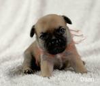 Prachtige RetroMops Puppy's, Pups, Dieren en Toebehoren, Honden | Chihuahua's en Gezelschapshonden, Overige rassen, CDV (hondenziekte)