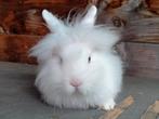 Teddy konijn, Dieren en Toebehoren, Konijnen, Mannelijk, Dwerg