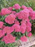Sedum, Herbstfreude,  herfstbloeier, Volle zon, Vaste plant, Herfst, Ophalen
