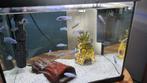 Malawi cichliden pseudotropheus socolofi, Dieren en Toebehoren, Vissen | Aquaria en Toebehoren, Ophalen, Zo goed als nieuw, Overige typen