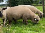 Hampshire Down ramlam, Dieren en Toebehoren, Schapen, Geiten en Varkens, Mannelijk, Schaap