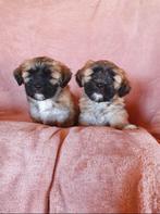 Lhasa Apso pups, Dieren en Toebehoren, Rabiës (hondsdolheid), Overige rassen, 8 tot 15 weken, Meerdere