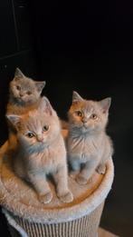 Britse korthaar, Gechipt