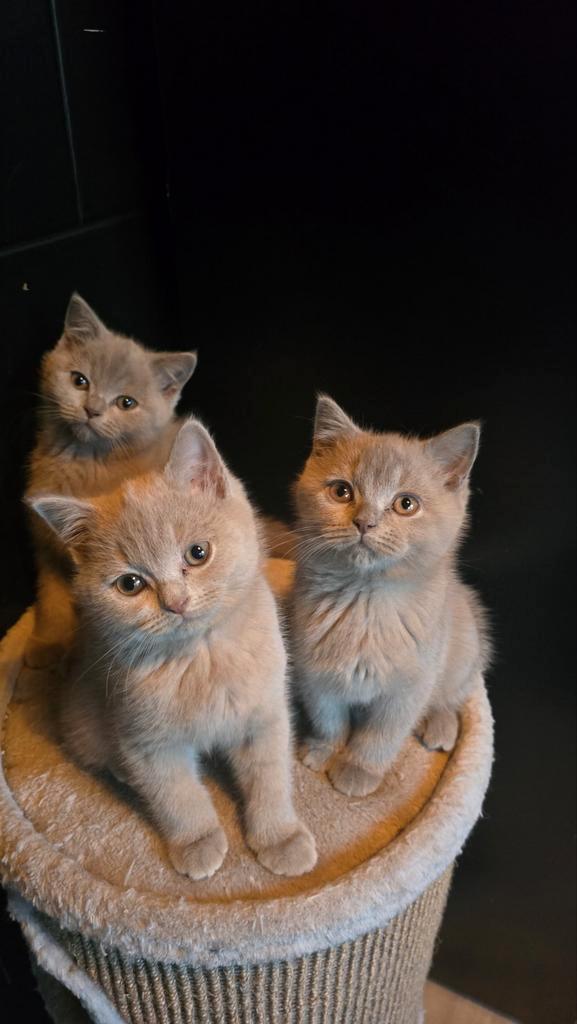 Britse korthaar, Dieren en Toebehoren, Katten en Kittens | Raskatten | Korthaar, Gechipt