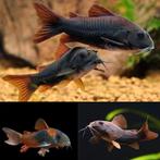 Corydoras Black Venezuela, Vis