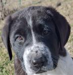 FCI Alabai pups – raszuiver erf en vee waakhonden, Dieren en Toebehoren, Fokker | Hobbymatig, 8 tot 15 weken, Buitenland, Parvo