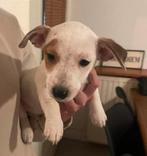 Super mooie Kruising JackRussel x Boerenfox, Reu, CDV (hondenziekte), 8 tot 15 weken, Meerdere