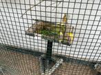 London Fancy kanaries, Dieren en Toebehoren, Vogels | Kanaries, Meerdere dieren, Kleurkanarie
