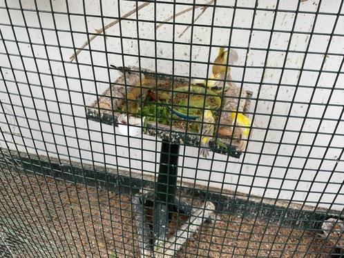 London Fancy kanaries, Dieren en Toebehoren, Vogels | Kanaries, Kleurkanarie, Meerdere dieren