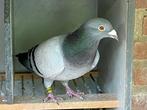 postduiven kleurpostduiven, Dieren en Toebehoren, Vogels | Duiven, Mannelijk, Postduif