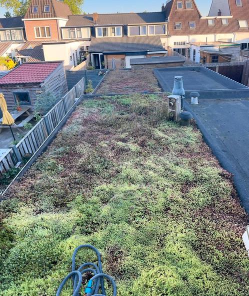 Sedum dak, Tuin en Terras, Planten | Tuinplanten, Vaste plant, Bodembedekkers, Ophalen