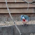 Koppel dolksteekduiven, Meerdere dieren, Kip