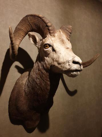 Opgezet Steen schaap / Stonesheep.
Uniek! Zeldzaam! beschikbaar voor biedingen