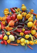 Peperzaadjes 2025 vele (zeldzame) soorten, Verzenden, Voorjaar, Volle zon, Zaad