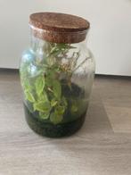 plantendome / vivarium / terrarium /, Huis en Inrichting, Kamerplanten, Ophalen, Overige soorten, Minder dan 100 cm